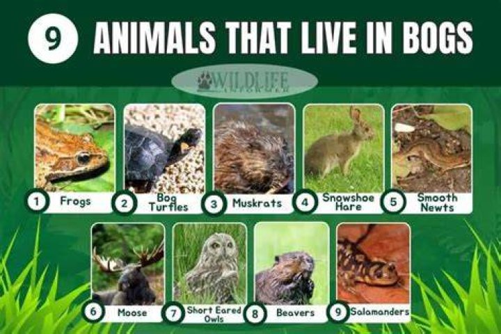 9 Animals That Live in Water [Updated] Legit.ng