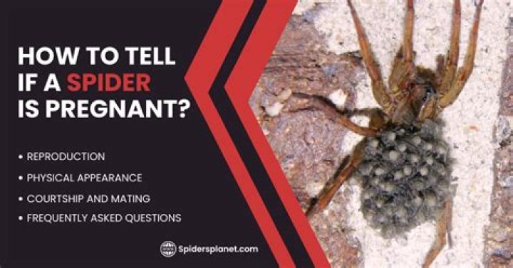 How To Identify Pregnancy In Spiders: Uncover The Signs