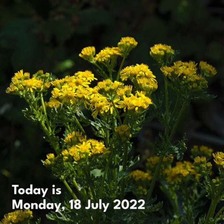 Monday 18 July 2022 0736 PM Elon Musk appears in high spirits as he
