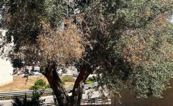 Ricercatrice Unicam entra a far parte di Cronache Maceratesi