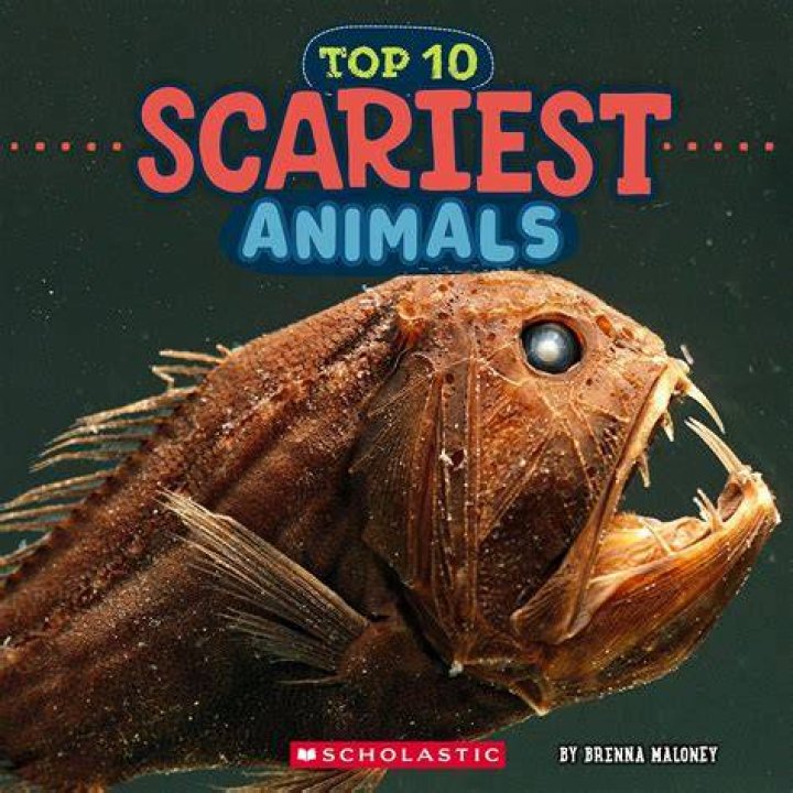 Scariest Animals Top 10 Scariest Animals in The World Did u Know