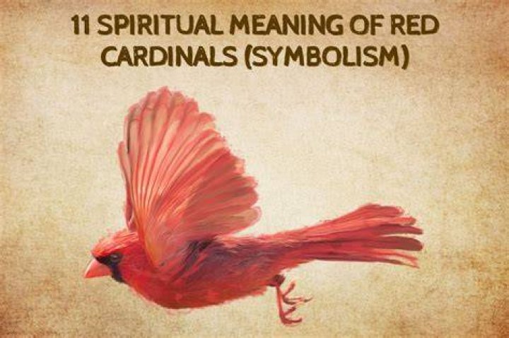 The Enduring Symbolism Of The Cardinal: A Guiding Light