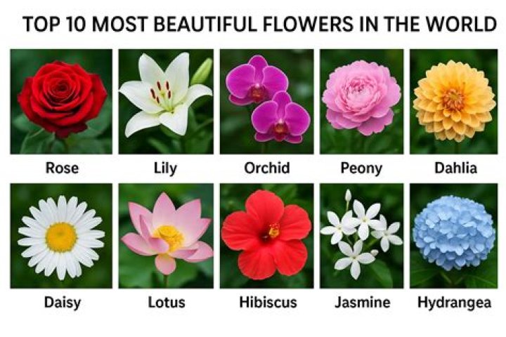 Top 10 Flowers That Symbolize Strength Give Me History