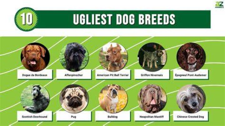 Top 25 Ugliest Dogs