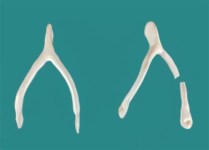 Wish Bone Design Social Club