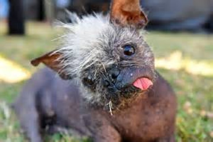 World’s Ugliest Dog Mr. Happy Face, a Chihuahua Mix With a Mohawk